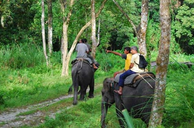 Elephant Safari