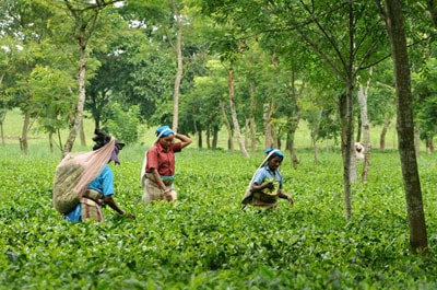 Tea Garden Tour