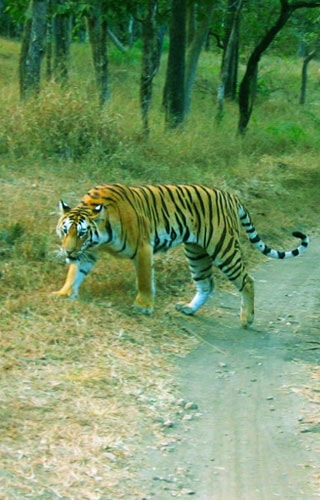 Buxa Tiger Reserve