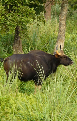 Jaldapara Wildlife Sanctuary